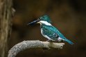167 Sarapiqui, groene ijsvogel
